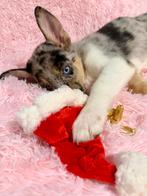 Australische herder x siberische husky reu, Dieren en Toebehoren, Honden | Niet-rashonden, Reu, CDV (hondenziekte), 8 tot 15 weken