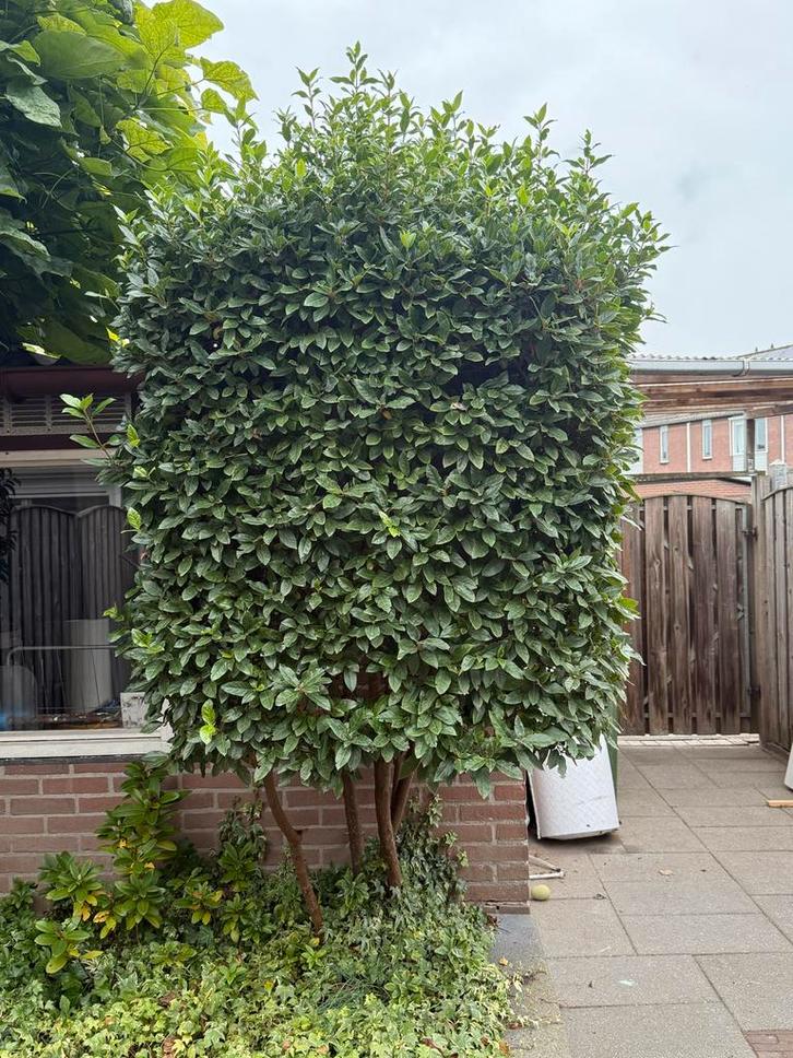 Laurierkers (Prunus laurocerasus) - Prachtige Boom!, Tuin en Terras, Planten | Bomen, Overige soorten, 100 tot 250 cm, Halfschaduw