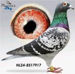 Postduif "BEST KITTEL"/"PORSCHE 911", Dieren en Toebehoren, Vogels | Duiven, Mannelijk, Postduif