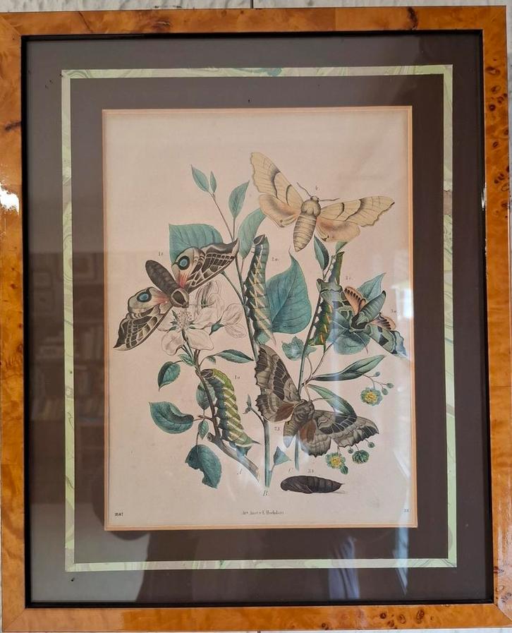 Kopergravure uit 1867, Antiek en Kunst, Kunst | Etsen en Gravures, Verzenden