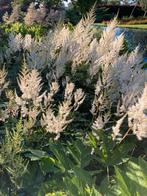 Astilbe Wit Biologisch, Vaste plant, Halfschaduw, Lente, Ophalen