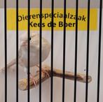 Isabel kanarie man, Dieren en Toebehoren, Vogels | Kanaries, Mannelijk, Kleurkanarie