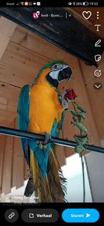 Koppel blauwgele ara's. Pop is wild, man is tam, Dieren en Toebehoren, Vogels | Parkieten en Papegaaien, Meerdere dieren, Papegaai