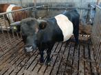 Lakenvelder dekstier, Dieren en Toebehoren, Mannelijk, 0 tot 2 jaar