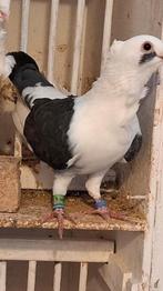 Burmali  meeuwtjes, Dieren en Toebehoren, Meerdere dieren, Overige soorten