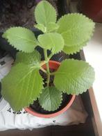Mooie kruiden plant / geschikt voor thee, Ophalen of Verzenden
