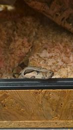 Boa constrictor  met terrarium, Dieren en Toebehoren, Reptielen en Amfibieën, Slang, Met terrarium, 0 tot 2 jaar