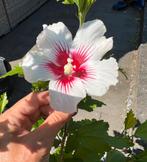 Uitzoeken diverse vaste plantjes €1,-🌺hibiscus div kleuren, Ophalen of Verzenden, Zomer, Overige soorten, Volle zon