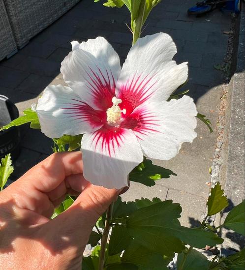 Uitzoeken diverse vaste plantjes €1,-🌺hibiscus div kleuren, Tuin en Terras, Planten | Tuinplanten, Overige soorten, Volle zon