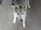 Nestje verwacht pomsky sheltie pups, Dieren en Toebehoren, Particulier, Rabiës (hondsdolheid), Overige rassen, 8 tot 15 weken