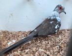 Bonte diamantduif Vrouwelijk, Vrouwelijk, Tropenvogel