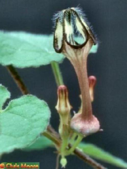 Caudex Ceropegia Papilata Tanzania in de 11 cm pot, Huis en Inrichting, Kamerplanten, Overige soorten, Minder dan 100 cm, Bloeiende kamerplant