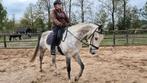10 jarige kwpn merrie klinisch en röntgologisch goedgekeurd, Dieren en Toebehoren, Paarden, Merrie, Springpaard, Gechipt, L
