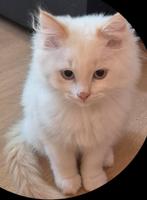 Ragdoll kittens, Dieren en Toebehoren, Meerdere dieren, Ontwormd, 0 tot 2 jaar