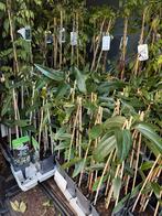 Groenblijvende clematis mooie kwaliteit hoog 40/50 zie foto, Tuin en Terras, Ophalen, Vaste plant, Halfschaduw, Klimplanten