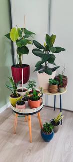 Kamerplanten, Huis en Inrichting, Kamerplanten, Ophalen, Overige soorten, Halfschaduw, Minder dan 100 cm