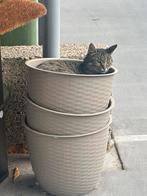 Dieren oppas, Ophalen of Verzenden