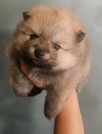POMERIAAN TEEFJE met stamboom en eu paspoort, Dieren en Toebehoren, Honden | Poolhonden, Keeshonden en Oertypen, Particulier, 8 tot 15 weken