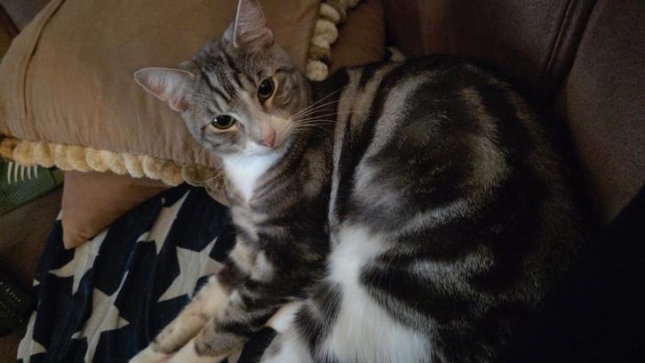 Ik zoek gouden mandje, Dieren en Toebehoren, Katten en Kittens | Overige Katten, Kortharig, Kater, 0 tot 2 jaar