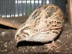 Voor bij de Parkieten........., Dieren en Toebehoren, Vogels | Parkieten en Papegaaien, Vrouwelijk, Parkiet