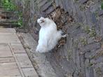 Zijdehoender haan jong, Dieren en Toebehoren, Pluimvee, Mannelijk, Kip