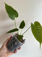 Anthurium Veitchii Jonge Plant Aroid, Huis en Inrichting, Kamerplanten, Overige soorten, Minder dan 100 cm, Ophalen of Verzenden