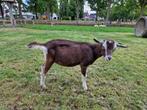 Toggenburger geiten geitlam dekbok, Meerdere dieren, Geit, 0 tot 2 jaar