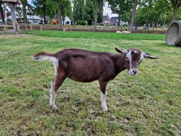 Toggenburger geiten geitlam dekbok beschikbaar voor biedingen