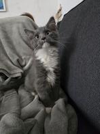 Super lieve en ondeugende maincoon/ragdoll kittens, Dieren en Toebehoren, Katten en Kittens | Raskatten | Langhaar, Meerdere dieren