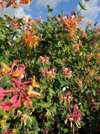 Klimplant, Kamperfoelie Goldflame & American Beauty € 14,95, Ophalen, Vaste plant, Halfschaduw, Klimplanten