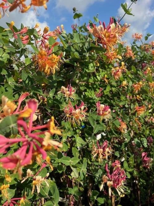 Klimplant, Kamperfoelie Goldflame & American Beauty € 14,95, Tuin en Terras, Planten | Tuinplanten, Vaste plant, Klimplanten, Halfschaduw