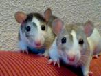 Rats INC. - !! STOP Tips Tamme Rat !!, Dieren en Toebehoren, Knaagdieren, Meerdere dieren, Tam, Rat