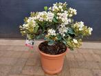 Rhaphiolepis Umbellata 'Ovata' - Indische Meidoorn H: 56 cm., Volle zon, Vaste plant, Lente, Ophalen