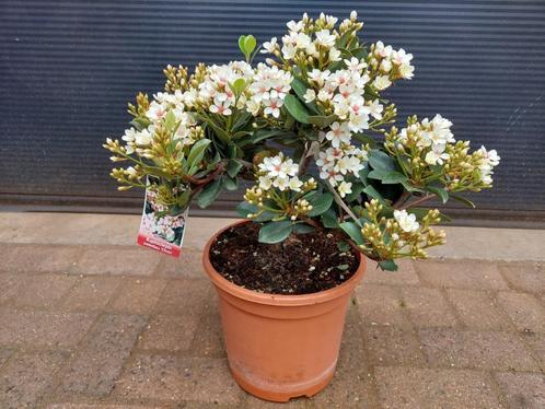 Rhaphiolepis Umbellata 'Ovata' - Indische Meidoorn H: 56 cm., Tuin en Terras, Planten | Tuinplanten, Vaste plant, Overige soorten