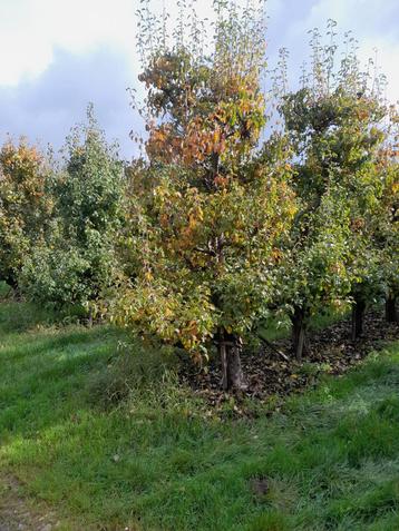Oude perenbomen  beschikbaar voor biedingen