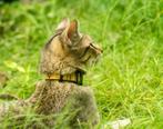 GPS Trackers voor katten, Nieuw, Ophalen of Verzenden, GPS