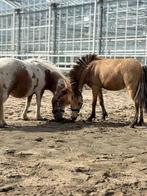 Vaste verzorgster gezocht monster, Dieren en Toebehoren, Ophalen, Nieuw