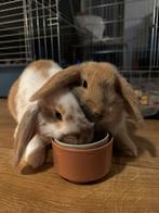 Jack’s Farm: Konijnenhotel en koppelvakanties, Dieren en Toebehoren, Meerdere dieren, Dwerg