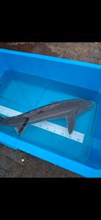 Steur tekoop., Dieren en Toebehoren, Vissen | Vijvervissen, Steur