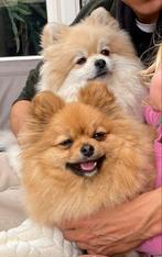 Pomeriaan, Dwegkees, Pomeranian 2x, Dieren en Toebehoren, Particulier, Keeshond, 1 tot 2 jaar, Buitenland