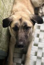 Lieve Turkse heder/ kangal, Rabiës (hondsdolheid), 15 weken tot 1 jaar, Teef, Eén hond