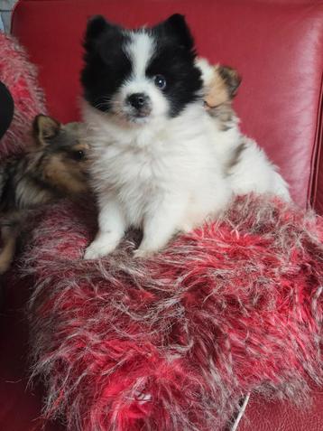 Heel klein dwergkees/pomeriaan teefje  beschikbaar voor biedingen