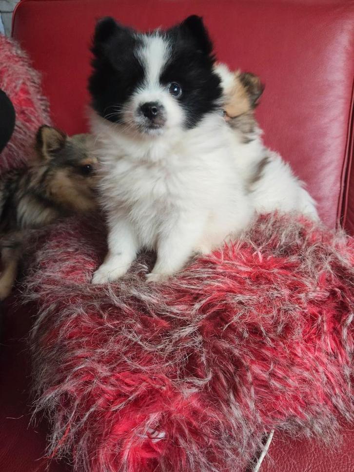 Heel klein dwergkees/pomeriaan teefje, Dieren en Toebehoren, Honden | Poolhonden, Keeshonden en Oertypen, Teef, Keeshond, Particulier