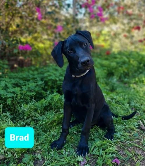 Twee broers 9 mnd zoeken een liefdevol thuis, Dieren en Toebehoren, Honden | Niet-rashonden, Middel, Reu, Particulier, Meerdere