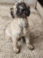 Pup Kiki zoekt een baasje, Dieren en Toebehoren, Rabiës (hondsdolheid), 15 weken tot 1 jaar, Handelaar, Buitenland