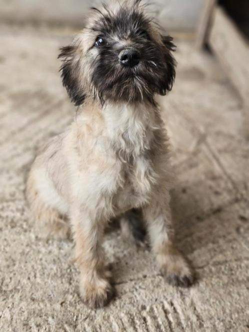Pup Kiki zoekt een baasje, Dieren en Toebehoren, Honden | Niet-rashonden, Middel, Teef, Handelaar, Eén hond, Buitenland, 15 weken tot 1 jaar