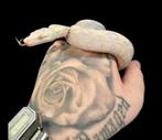 Boa, Dieren en Toebehoren, Slang