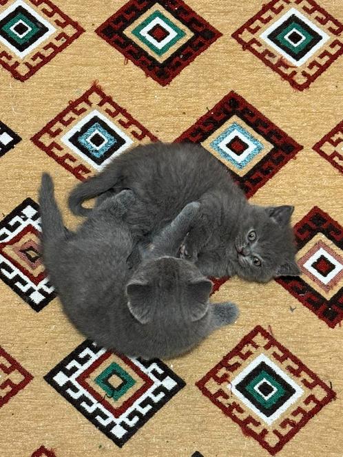 Britse Korthaar Kitten, Dieren en Toebehoren, Katten en Kittens | Raskatten | Korthaar, Kater, 0 tot 2 jaar, Gechipt, Ontwormd