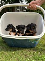 jack russell pups (laagbenig) echt klein, Rabiës (hondsdolheid), Jack Russell Terriër, 8 tot 15 weken, Meerdere