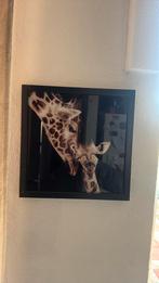 Giraffe met baby plexiglas en omlijsting, Antiek en Kunst, Verzenden